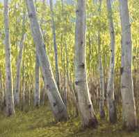 Late Summer Aspens